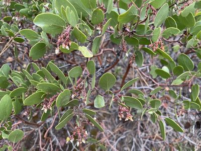 Arctostaphylos patula, photographed by Roger Rittmaster