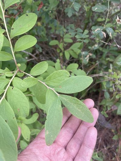 Gaylussacia tomentosa, photographed by Brandon Corder