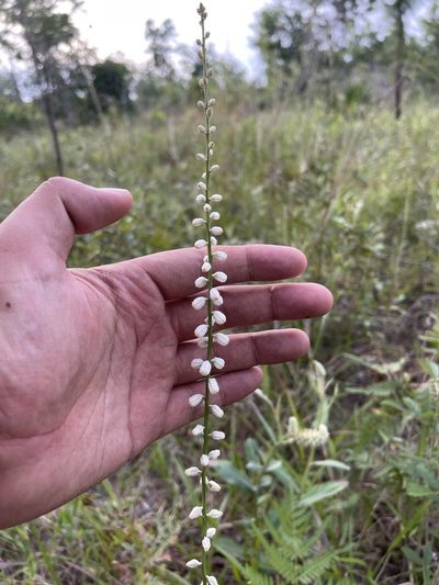 Aletris obovata, photographed by Brandon Corder