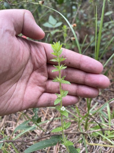 Gratiola pilosa, photographed by Brandon Corder