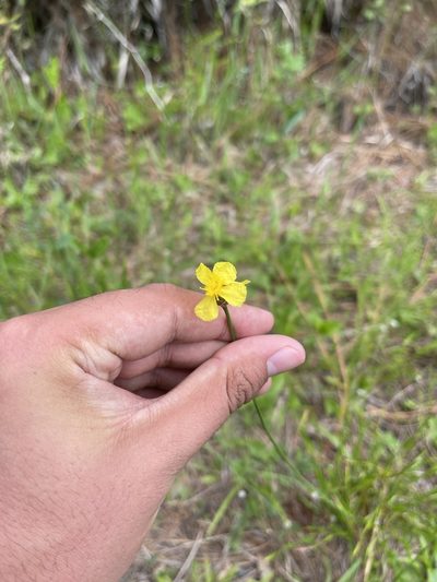 Xyris elliottii, photographed by Brandon Corder