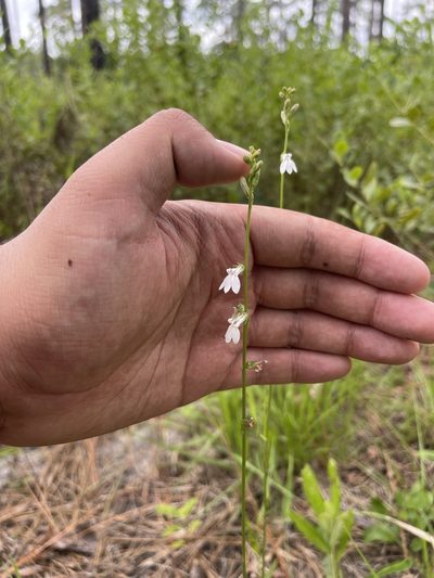 Lobelia paludosa, photographed by Brandon Corder