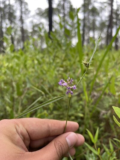 Orbexilum virgatum, photographed by Brandon Corder