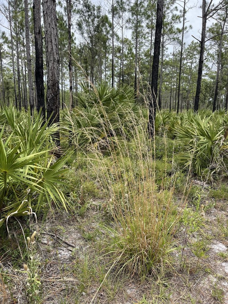 Andropogon brachystachyus, photographed by Brandon Corder