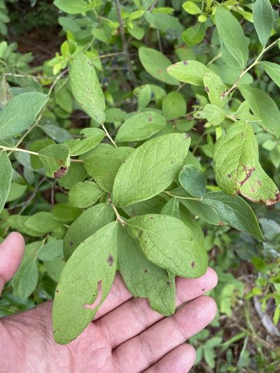 Gaylussacia tomentosa, photographed by Brandon Corder