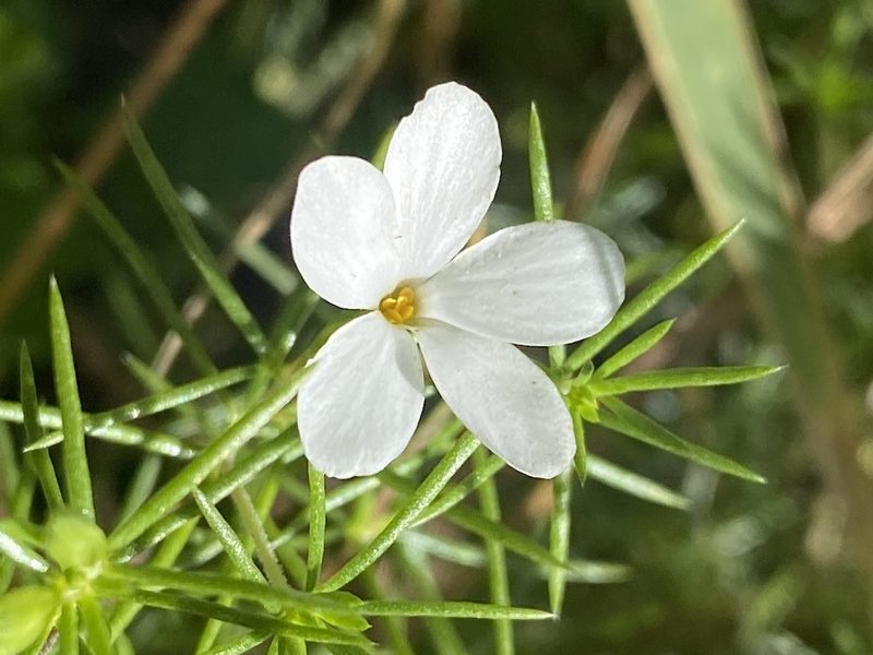 Leptosiphon floribundus, photographed by Rachel Whitt