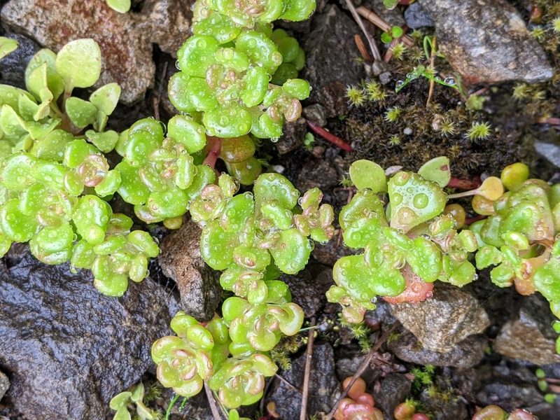 Sedum oreganum, photographed by David Anderson