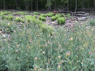Capnoides sempervirens, photographed by Sarah