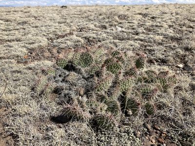 Opuntia polyacantha, photographed by Cecelia Alexander