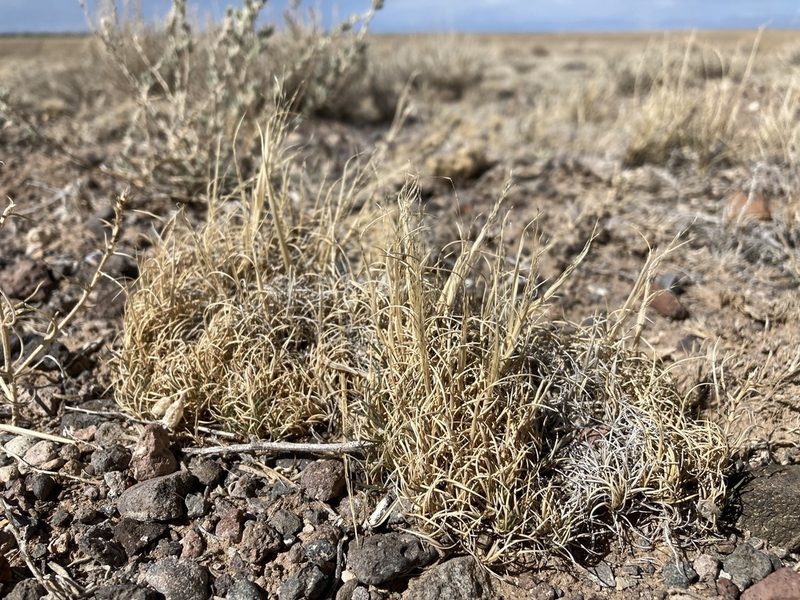 Muhlenbergia torreyi, photographed by Cecelia Alexander