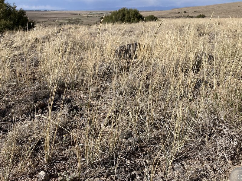 Elymus smithii, photographed by Cecelia Alexander
