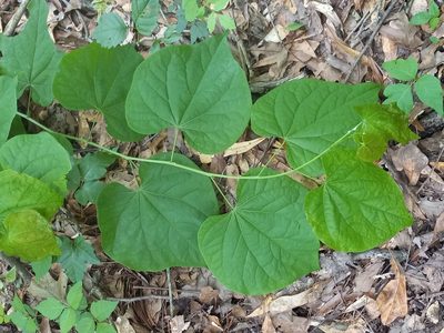 Cercis canadensis, photographed by Joseph McPhail