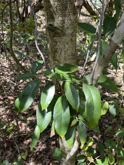 Damburneya coriacea, photographed by Brandon Corder