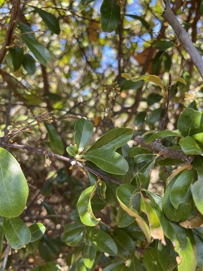 Sideroxylon tenax, photographed by Brandon Corder