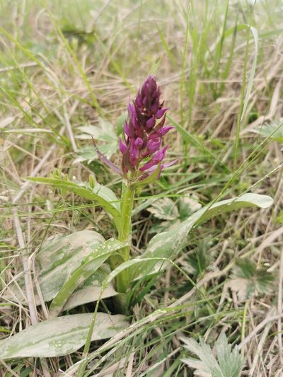 Dactylorhiza aristata, photographed by Валерия Ковалева