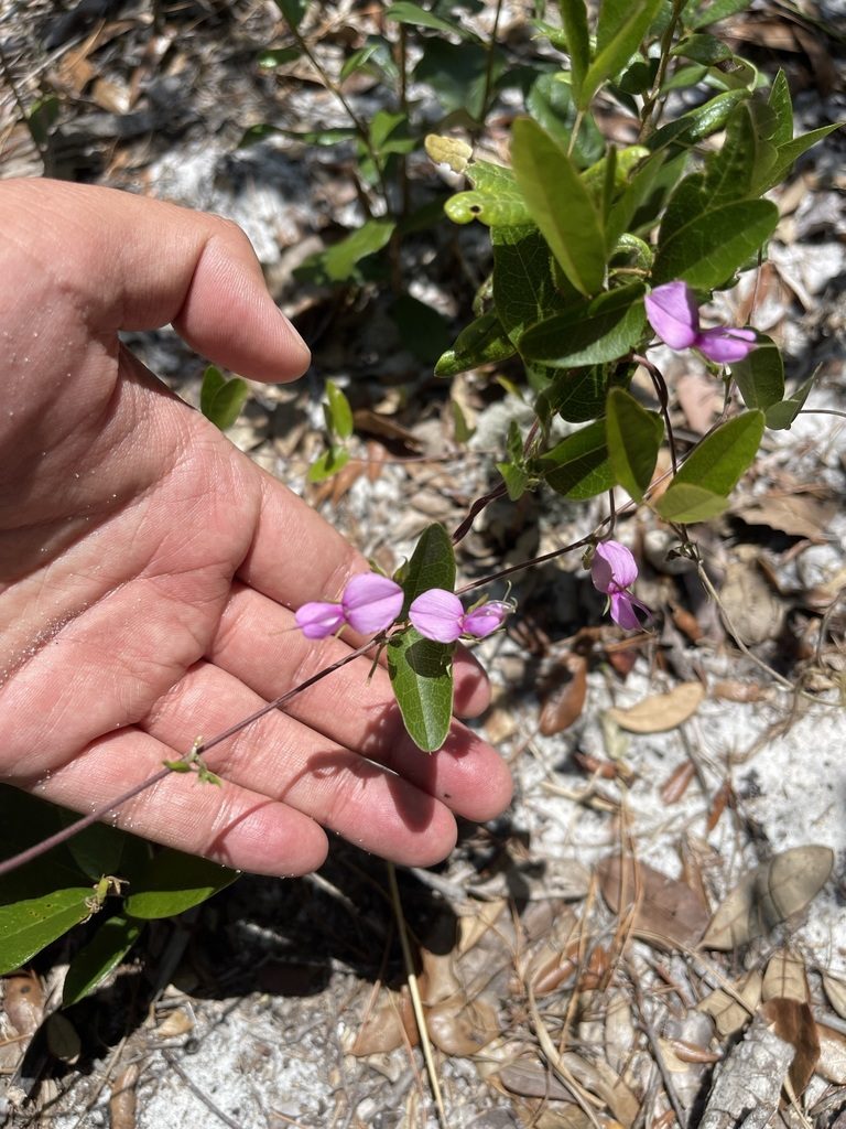 Galactia purshii, photographed by Brandon Corder