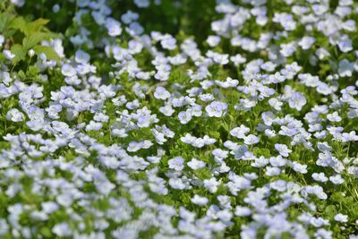 Veronica filiformis, photographed by Валерия Ковалева