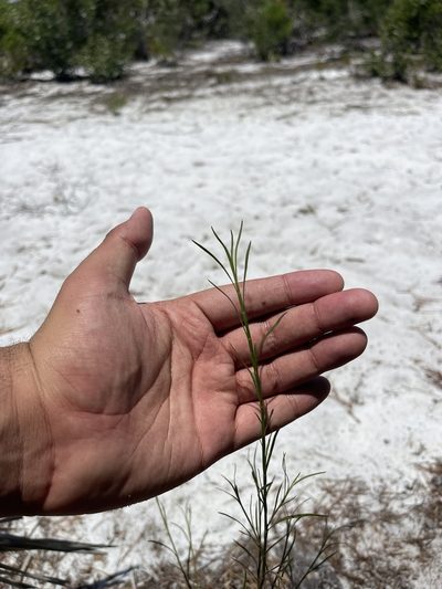 Polygonella robusta, photographed by Brandon Corder