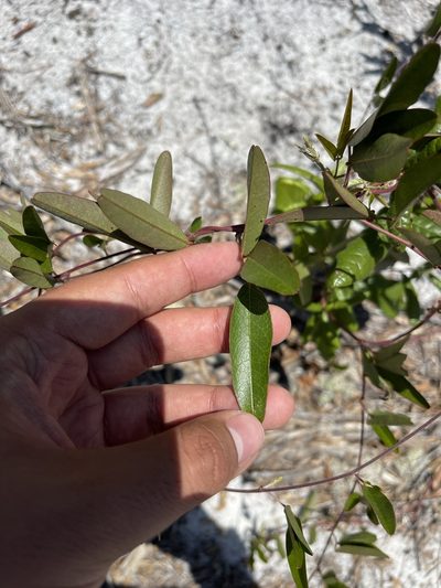 Galactia purshii, photographed by Brandon Corder