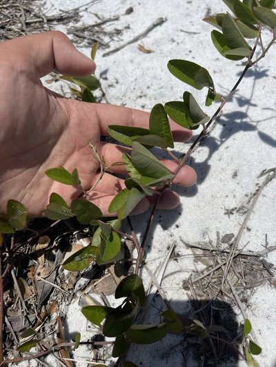 Galactia purshii, photographed by Brandon Corder