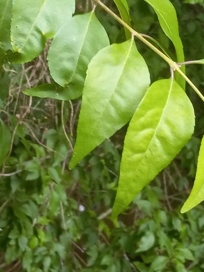 Forestiera acuminata, photographed by Joseph McPhail
