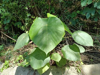 Macaranga tanarius, photographed by 五色鳥