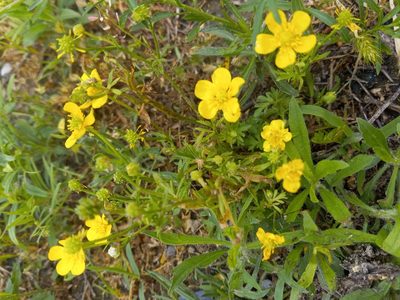 Ranunculus sardous, photographed by Joseph McPhail