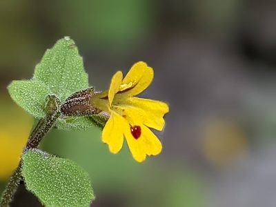 Erythranthe alsinoides, photographed by David Anderson