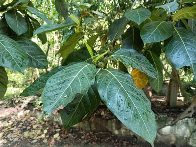 Ficus septica, photographed by 五色鳥