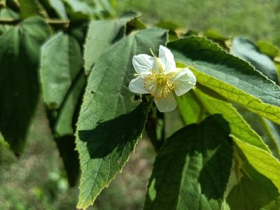 Muntingia calabura, photographed by 五色鳥