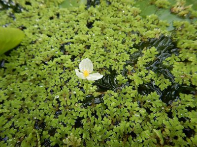 Elodea densa, photographed by Jon Sullivan