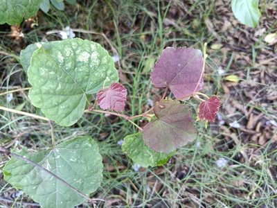Ampelopsis glandulosa, photographed by 五色鳥