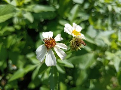 Bidens alba, photographed by 五色鳥
