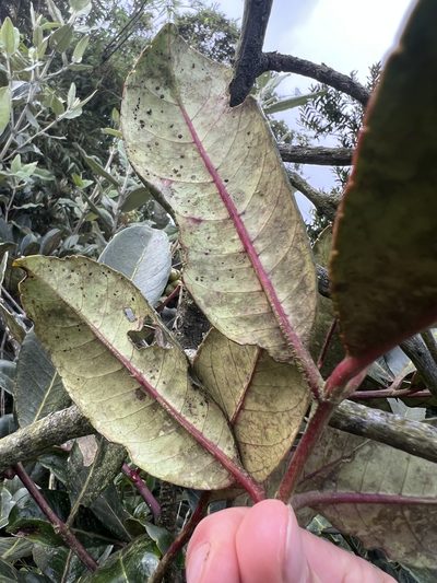 Zanthoxylum quinduense, photographed by Nicolás Baresch Uribe