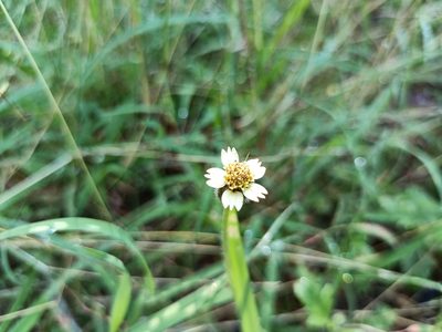Tridax procumbens, photographed by 五色鳥