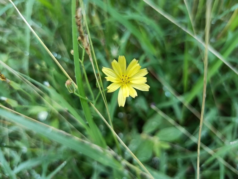 Ixeris chinensis, photographed by 五色鳥