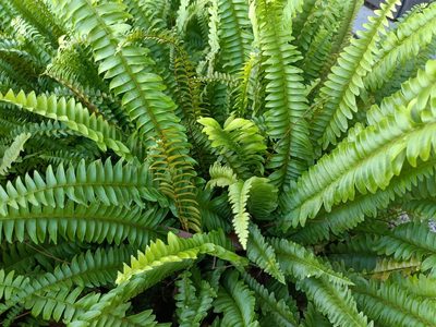 Nephrolepis cordifolia, photographed by 五色鳥
