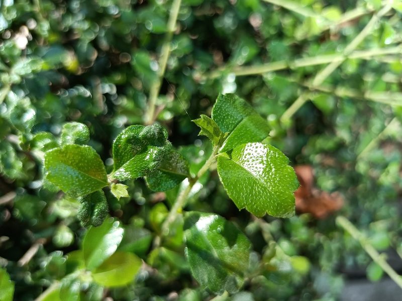 Ehretia microphylla, photographed by 五色鳥