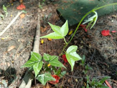Passiflora suberosa, photographed by 五色鳥