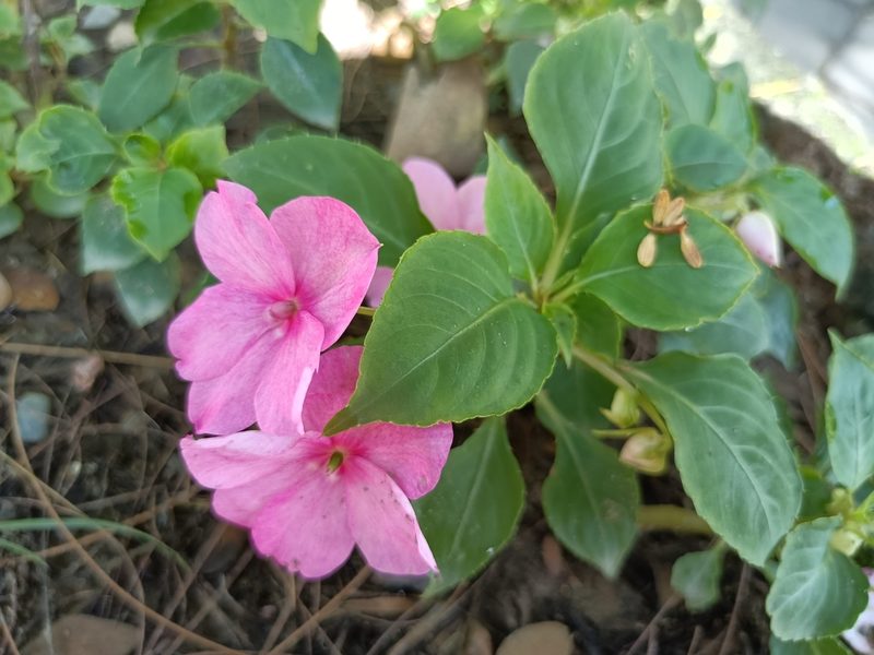 Impatiens walleriana, photographed by 五色鳥