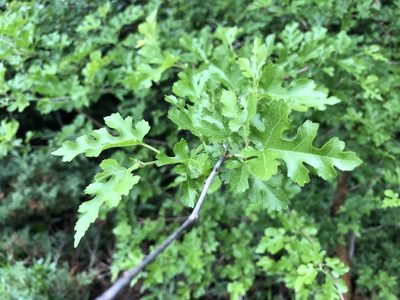 Morus alba, photographed by jerr17