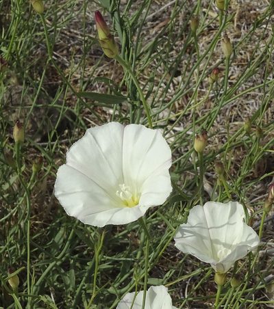 Calystegia longipes, photographed by Nancy Overholtz