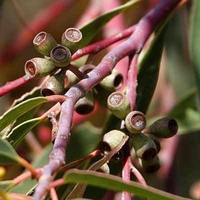 Eucalyptus sieberi, photographed by Max Campbell