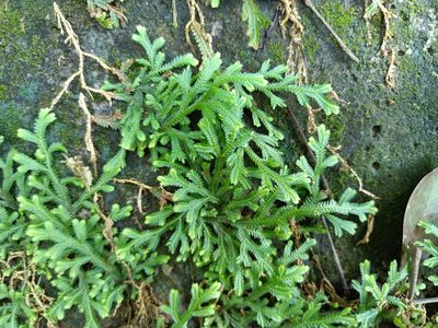 Selaginella repanda, photographed by 五色鳥