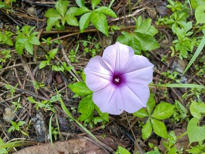 Ipomoea cairica, photographed by 五色鳥