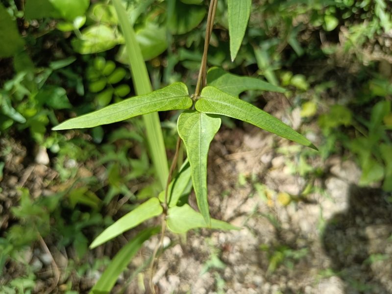Paederia foetida, photographed by 五色鳥