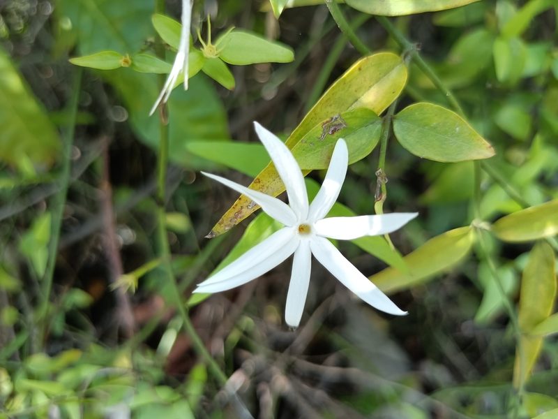 Jasminum nervosum, photographed by 五色鳥