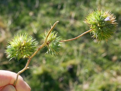 Navarretia squarrosa, photographed by Alice Shanks
