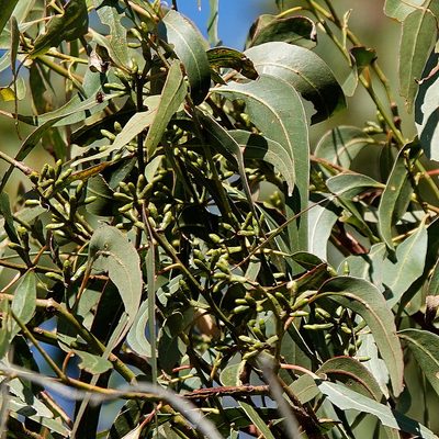 Eucalyptus cypellocarpa, photographed by Max Campbell