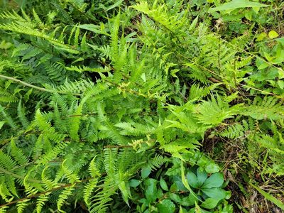 Athyrium asplenioides, photographed by Rebecca Gimenez Husted